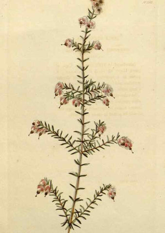 Reproducción/Reproduction 48782718713: The botanical cabinet. London :John & Arthur Arch ...,1817-1833.. 