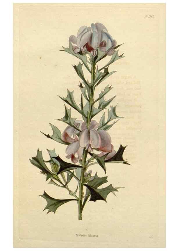 Reproducción/Reproduction 48783251677: The botanical cabinet. London :John & Arthur Arch ...,1817-1833.. 