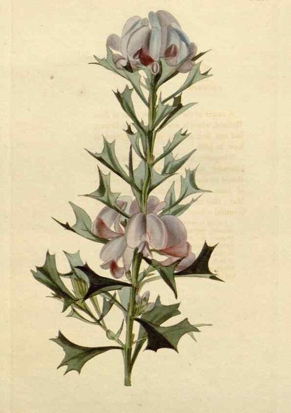 Reproducción/Reproduction 48783251677: The botanical cabinet. London :John & Arthur Arch ...,1817-1833.. 