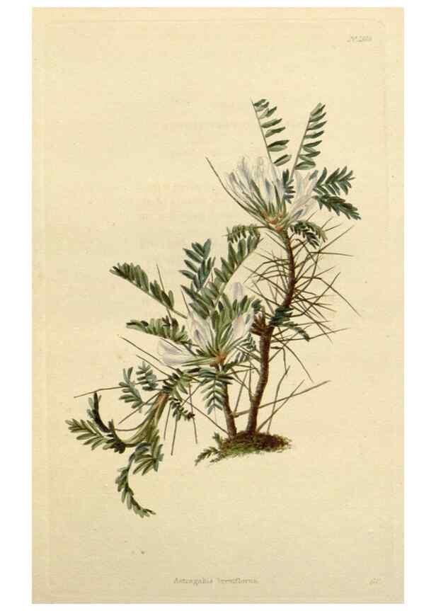 Reproducción/Reproduction 48783099321: The botanical cabinet. London :John & Arthur Arch ...,1817-1833.. 