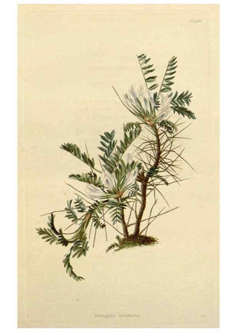 Reproducción/Reproduction 48783099321: The botanical cabinet. London :John & Arthur Arch ...,1817-1833.. 