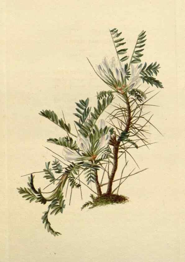 Reproducción/Reproduction 48783099321: The botanical cabinet. London :John & Arthur Arch ...,1817-1833.. 