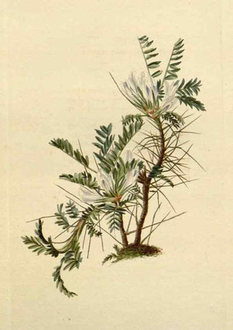 Reproducción/Reproduction 48783099321: The botanical cabinet. London :John & Arthur Arch ...,1817-1833.. 