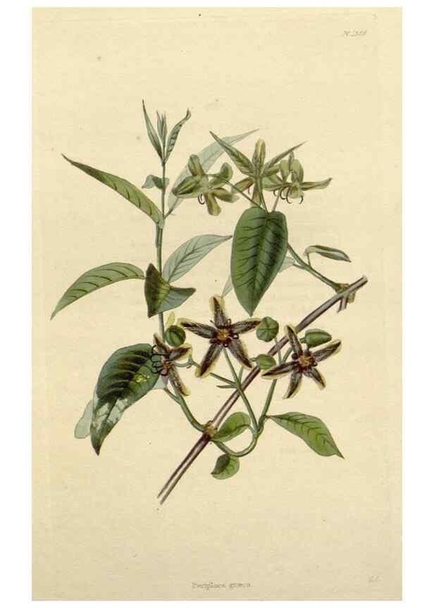 Reproducción/Reproduction 48783100246: The botanical cabinet. London :John & Arthur Arch ...,1817-1833.. 