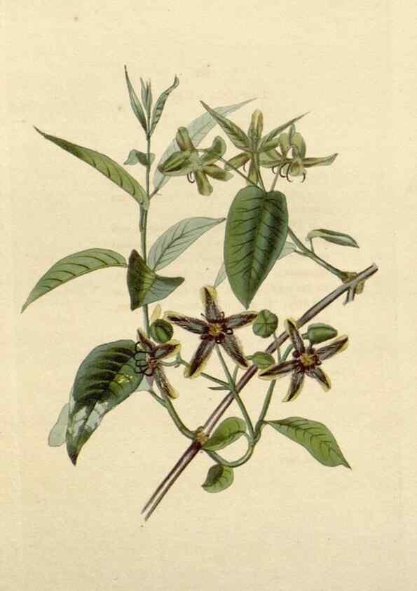 Reproducción/Reproduction 48783100246: The botanical cabinet. London :John & Arthur Arch ...,1817-1833.. 
