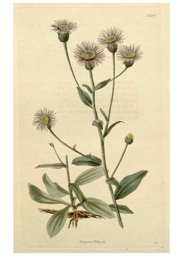 Reproducción/Reproduction 48783267957: The botanical cabinet. London :John & Arthur Arch ...,1817-1833.. 