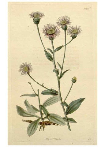 Reproducción/Reproduction 48783267957: The botanical cabinet. London :John & Arthur Arch ...,1817-1833.. 