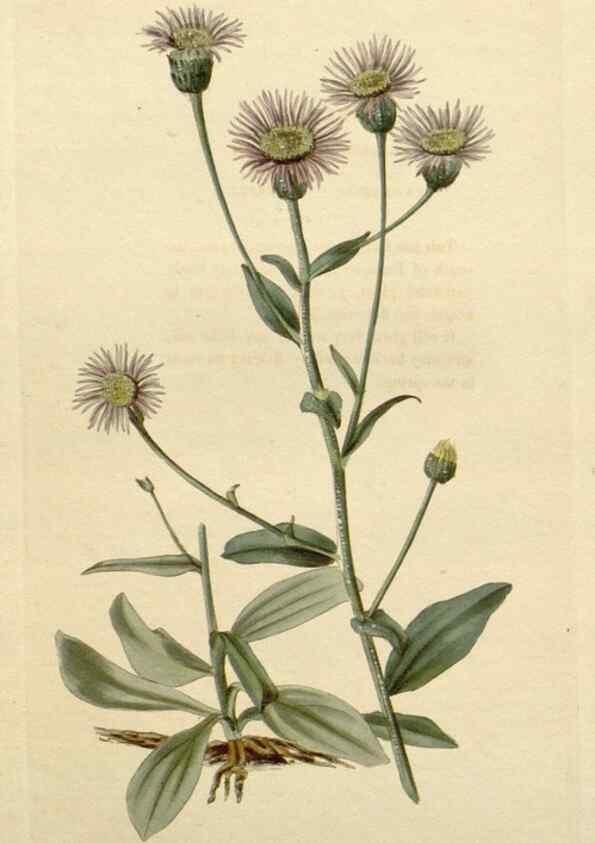 Reproducción/Reproduction 48783267957: The botanical cabinet. London :John & Arthur Arch ...,1817-1833.. 