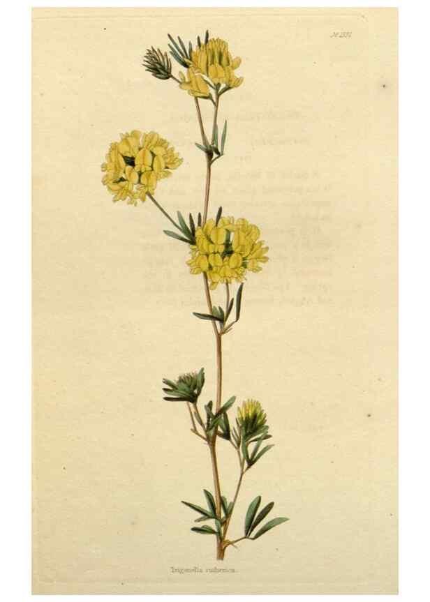 Reproducción/Reproduction 48783268802: The botanical cabinet. London :John & Arthur Arch ...,1817-1833.. 