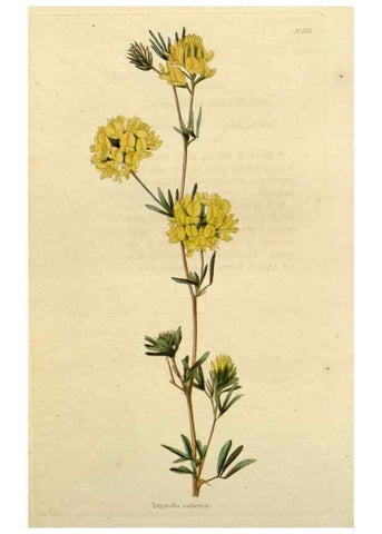 Reproducción/Reproduction 48783268802: The botanical cabinet. London :John & Arthur Arch ...,1817-1833.. 