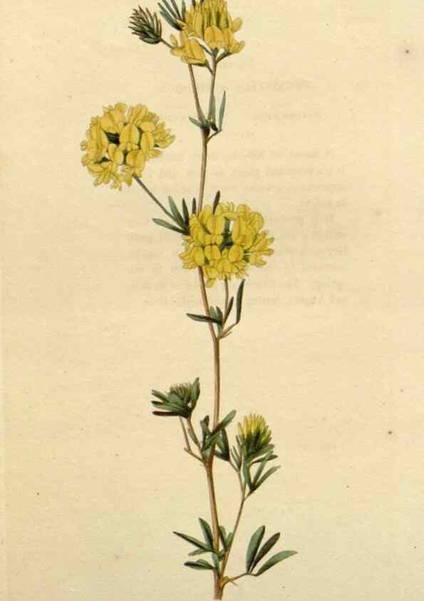 Reproducción/Reproduction 48783268802: The botanical cabinet. London :John & Arthur Arch ...,1817-1833.. 