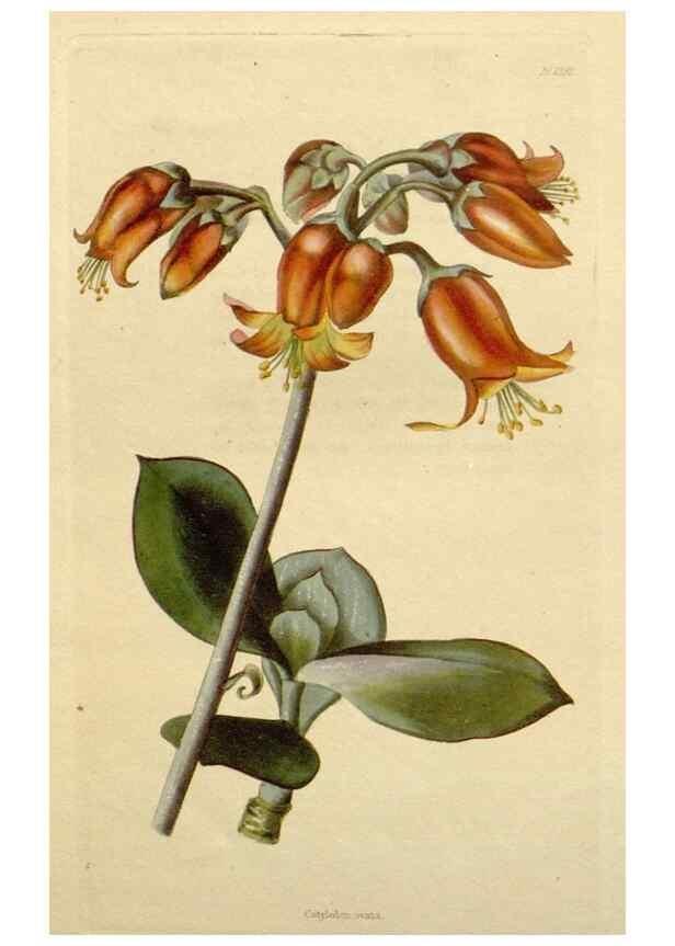Reproducción/Reproduction 48782737908: The botanical cabinet. London :John & Arthur Arch ...,1817-1833.. 