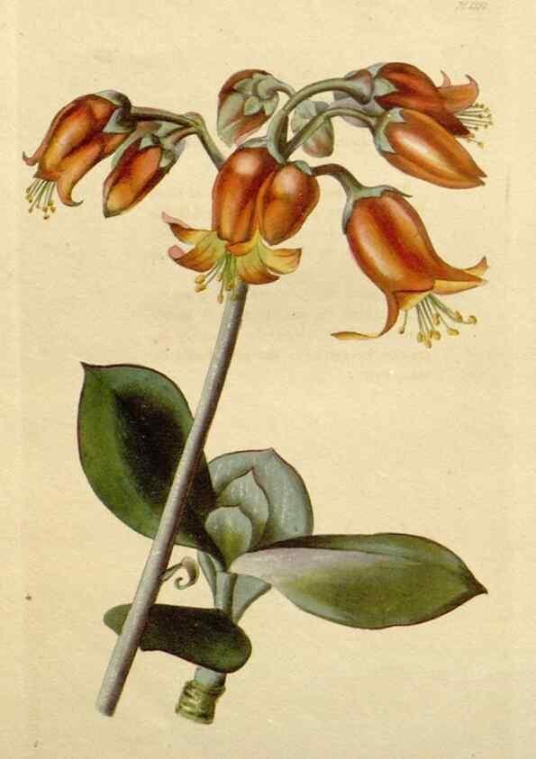 Reproducción/Reproduction 48782737908: The botanical cabinet. London :John & Arthur Arch ...,1817-1833.. 
