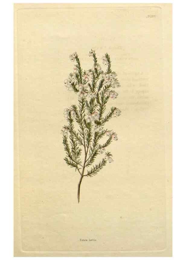 Reproducción/Reproduction 48782738733: The botanical cabinet. London :John & Arthur Arch ...,1817-1833.. 