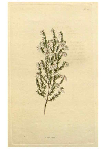 Reproducción/Reproduction 48782738733: The botanical cabinet. London :John & Arthur Arch ...,1817-1833.. 