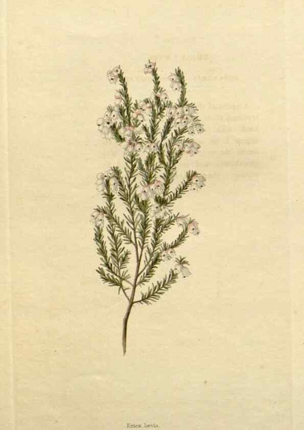 Reproducción/Reproduction 48782738733: The botanical cabinet. London :John & Arthur Arch ...,1817-1833.. 