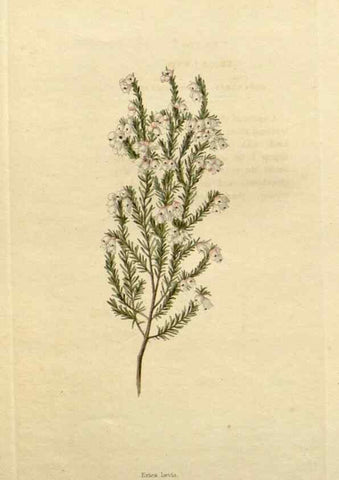 Reproducción/Reproduction 48782738733: The botanical cabinet. London :John & Arthur Arch ...,1817-1833.. 