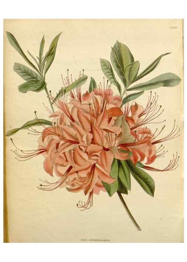 Reproducción/Reproduction 48783271197: The botanical cabinet. London :John & Arthur Arch ...,1817-1833.. 