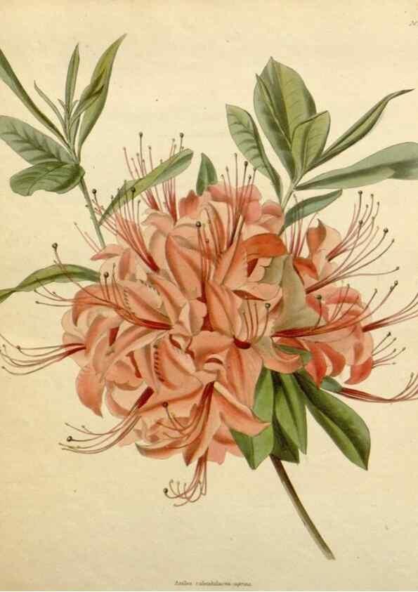 Reproducción/Reproduction 48783271197: The botanical cabinet. London :John & Arthur Arch ...,1817-1833.. 