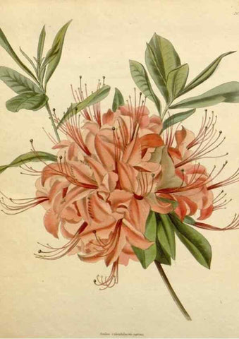 Reproducción/Reproduction 48783271197: The botanical cabinet. London :John & Arthur Arch ...,1817-1833.. 