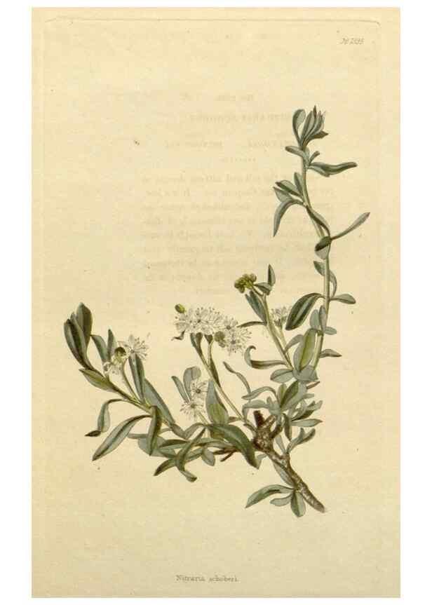 Reproducción/Reproduction 48783104866: The botanical cabinet. London :John & Arthur Arch ...,1817-1833.. 