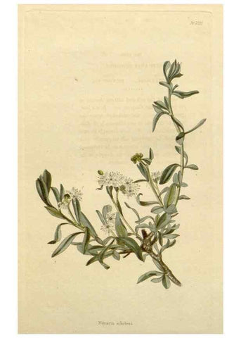 Reproducción/Reproduction 48783104866: The botanical cabinet. London :John & Arthur Arch ...,1817-1833.. 
