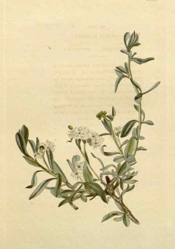 Reproducción/Reproduction 48783104866: The botanical cabinet. London :John & Arthur Arch ...,1817-1833.. 