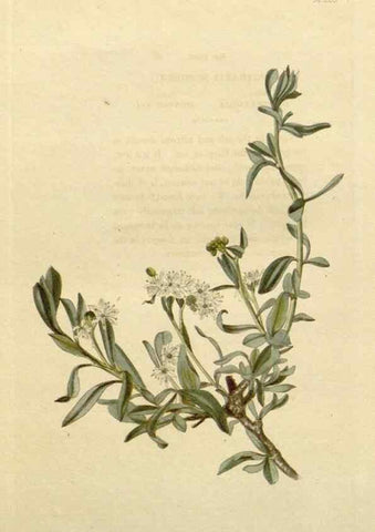 Reproducción/Reproduction 48783104866: The botanical cabinet. London :John & Arthur Arch ...,1817-1833.. 