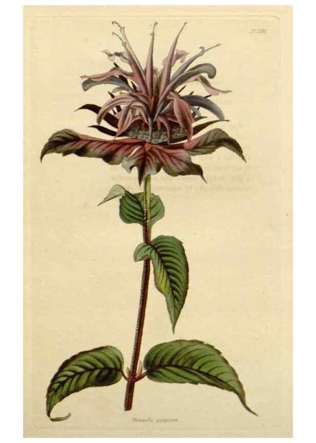 Reproducción/Reproduction 48783105596: The botanical cabinet. London :John & Arthur Arch ...,1817-1833.. 