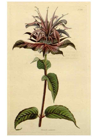 Reproducción/Reproduction 48783105596: The botanical cabinet. London :John & Arthur Arch ...,1817-1833.. 
