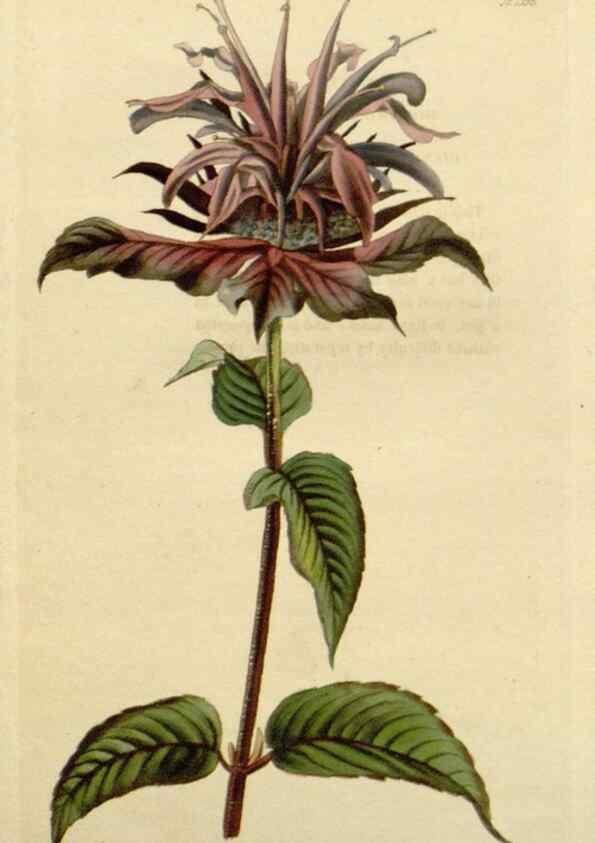 Reproducción/Reproduction 48783105596: The botanical cabinet. London :John & Arthur Arch ...,1817-1833.. 