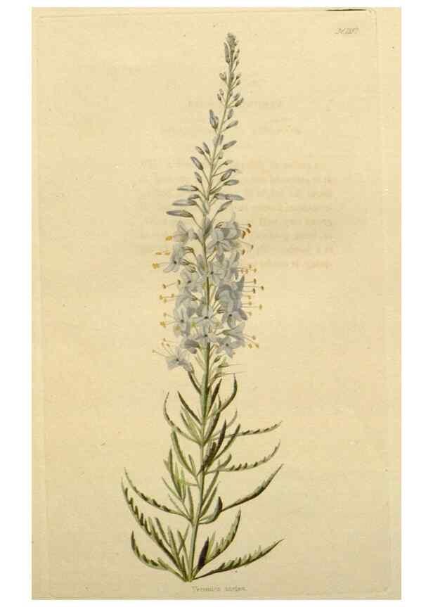 Reproducción/Reproduction 48783273257: The botanical cabinet. London :John & Arthur Arch ...,1817-1833.. 