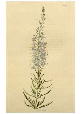 Reproducción/Reproduction 48783273257: The botanical cabinet. London :John & Arthur Arch ...,1817-1833.. 