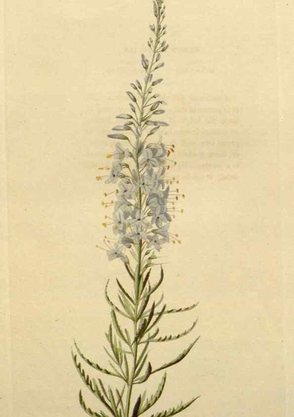 Reproducción/Reproduction 48783273257: The botanical cabinet. London :John & Arthur Arch ...,1817-1833.. 
