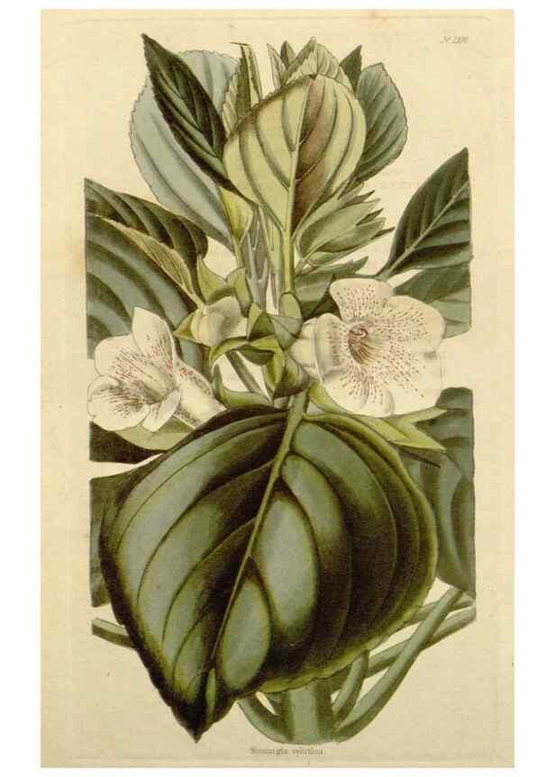 Reproducción/Reproduction 48783107056: The botanical cabinet. London :John & Arthur Arch ...,1817-1833.. 