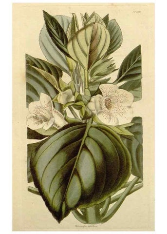 Reproducción/Reproduction 48783107056: The botanical cabinet. London :John & Arthur Arch ...,1817-1833.. 