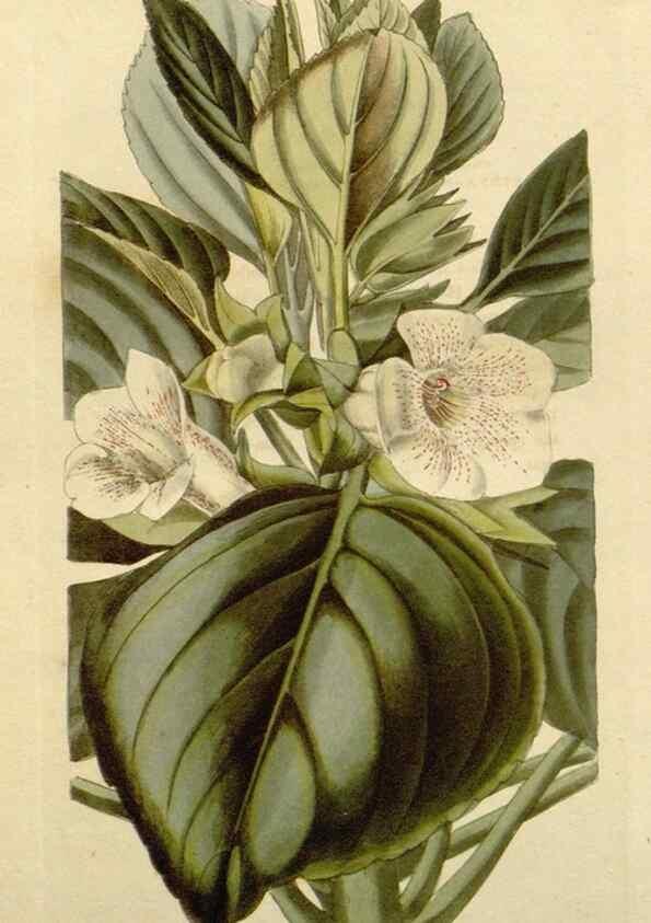 Reproducción/Reproduction 48783107056: The botanical cabinet. London :John & Arthur Arch ...,1817-1833.. 