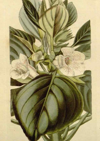 Reproducción/Reproduction 48783107056: The botanical cabinet. London :John & Arthur Arch ...,1817-1833.. 