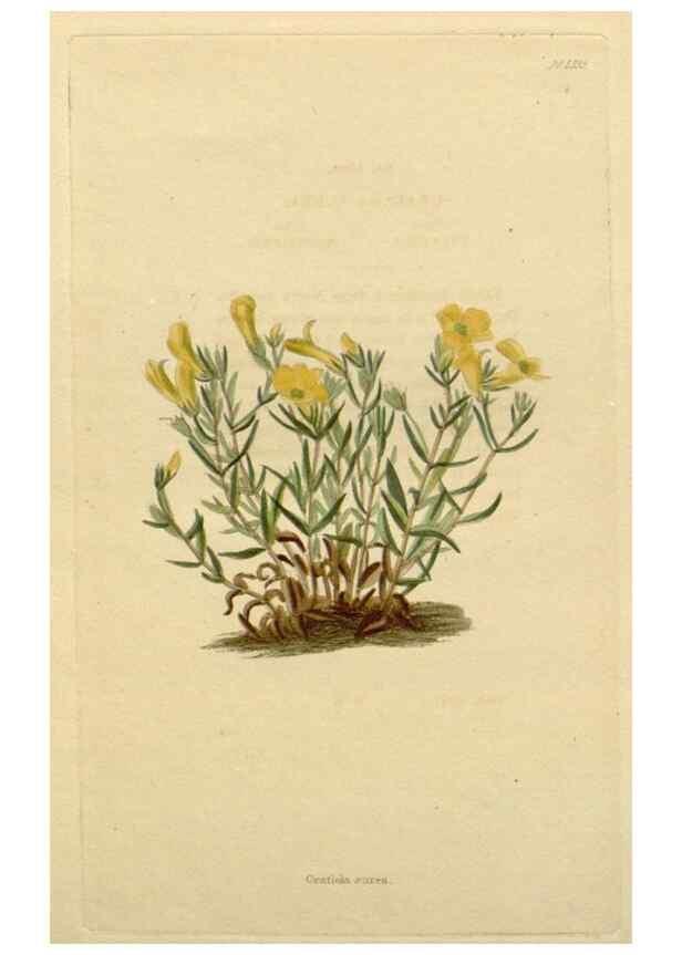 Reproducción/Reproduction 48783107501: The botanical cabinet. London :John & Arthur Arch ...,1817-1833.. 