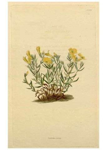 Reproducción/Reproduction 48783107501: The botanical cabinet. London :John & Arthur Arch ...,1817-1833.. 