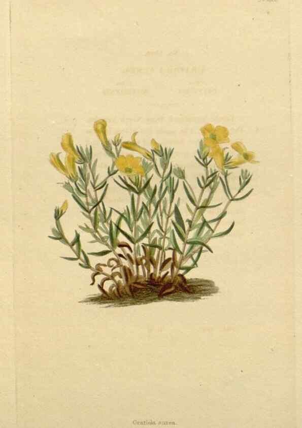Reproducción/Reproduction 48783107501: The botanical cabinet. London :John & Arthur Arch ...,1817-1833.. 