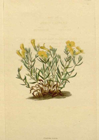 Reproducción/Reproduction 48783107501: The botanical cabinet. London :John & Arthur Arch ...,1817-1833.. 
