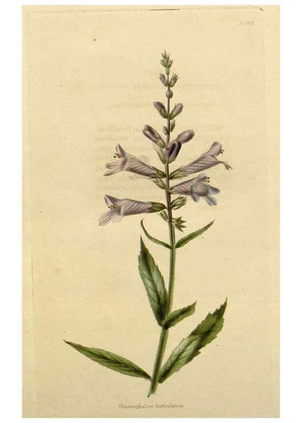 Reproducción/Reproduction 48783275832: The botanical cabinet. London :John & Arthur Arch ...,1817-1833.. 