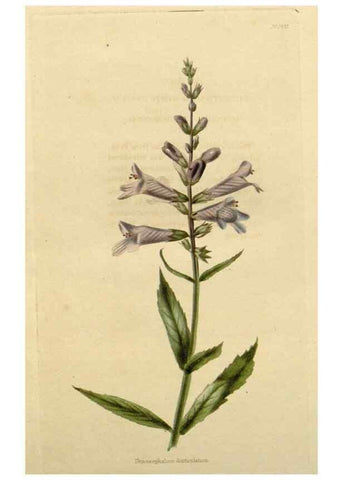 Reproducción/Reproduction 48783275832: The botanical cabinet. London :John & Arthur Arch ...,1817-1833.. 