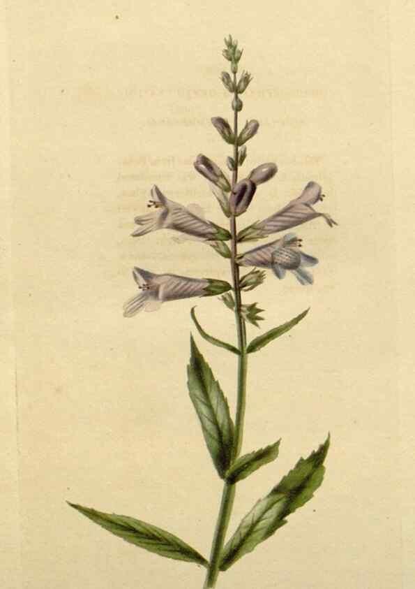 Reproducción/Reproduction 48783275832: The botanical cabinet. London :John & Arthur Arch ...,1817-1833.. 