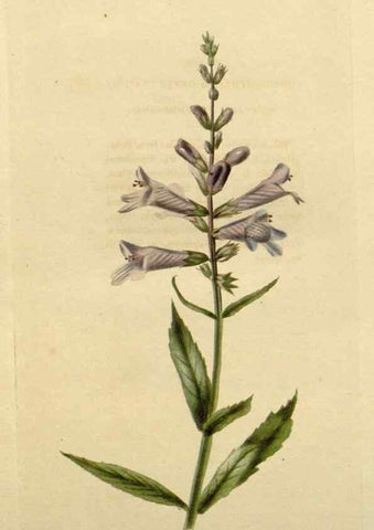 Reproducción/Reproduction 48783275832: The botanical cabinet. London :John & Arthur Arch ...,1817-1833.. 