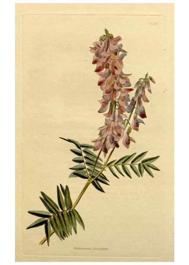 Reproducción/Reproduction 48783167266: The botanical cabinet. London :John & Arthur Arch ...,1817-1833.. 