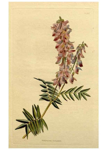 Reproducción/Reproduction 48783167266: The botanical cabinet. London :John & Arthur Arch ...,1817-1833.. 
