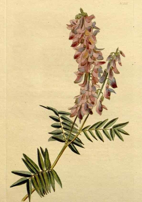 Reproducción/Reproduction 48783167266: The botanical cabinet. London :John & Arthur Arch ...,1817-1833.. 