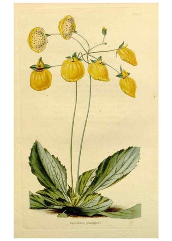 Reproducción/Reproduction 48783168396: The botanical cabinet. London :John & Arthur Arch ...,1817-1833.. 